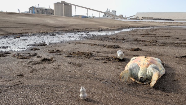 A dead sea turtle outside a chemical plant in Gabes